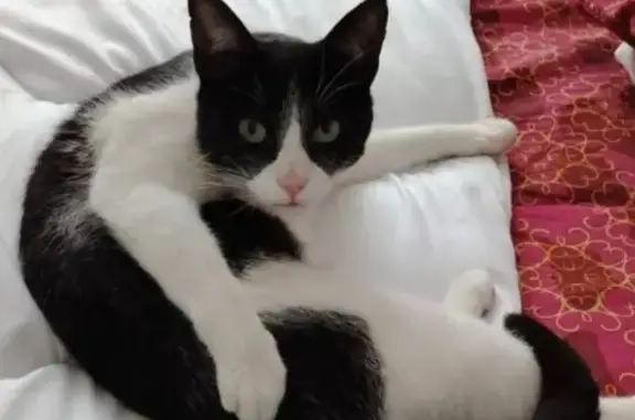 Animaux perdus Tarbes, photo: Chat perdu, 1 an, Rue du Cardinal d'Ossat