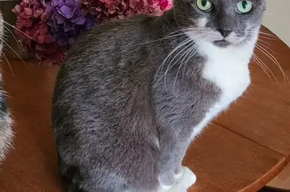 Animaux perdus Jouars-Pontchartrain, photo: Chat mâle gris et blanc perdu à Jouars