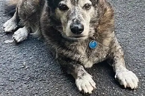 Lost Brindle Staffy-Corgi on Shepherd St
