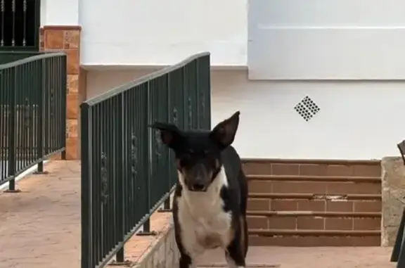 Perro perdido en Cártama: negro y marrón