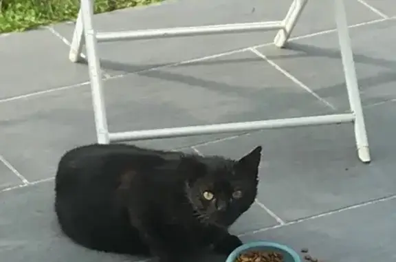 Chat noir peureux trouvé à Blainville - photo