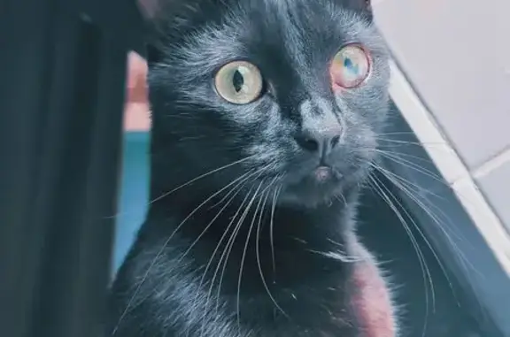 Animaux perdus , photo: Chat noir perdu, voile œil gauche, Pezou