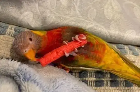 Lost Tame Rainbow Lorikeet - $800 Reward!
