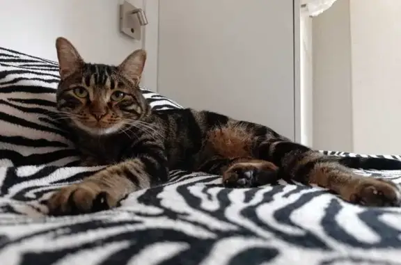 ¡Gato Perdido! Manchas de Leopardo en Zaragoza