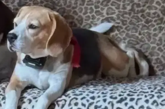 Chien perdu , photo : Beagle tricolore perdue à Moisdon