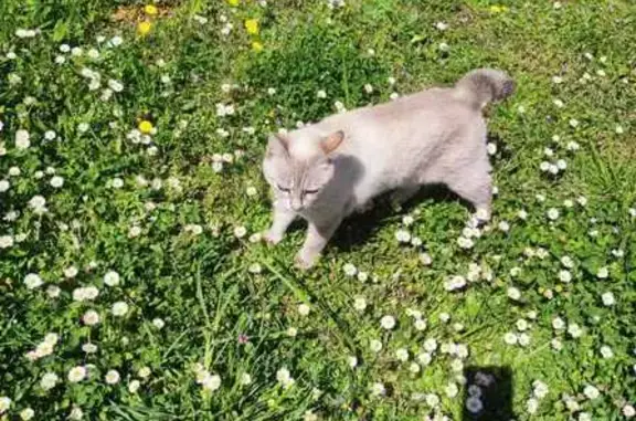 Chat perdu, , photo: Chatte siamoisée perdue, Alairac