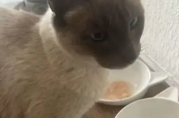 Chat docile trouvé à Nice ce matin - photo