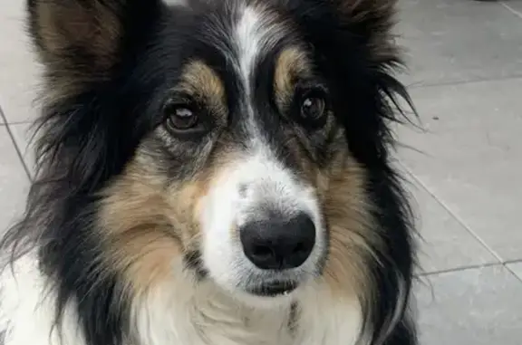 Chien perdu affectueux à Veynes - photo