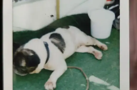 Chien perdu blanc/brun, sourd, un œil, Nesmy - photo
