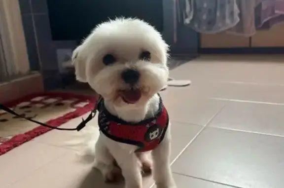 Lost White Dog: Ghim Moh Road, SG