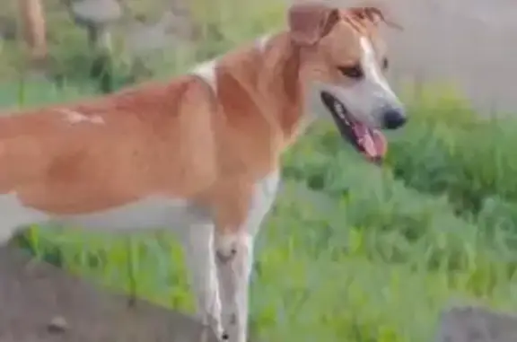 cachorro desaparecida