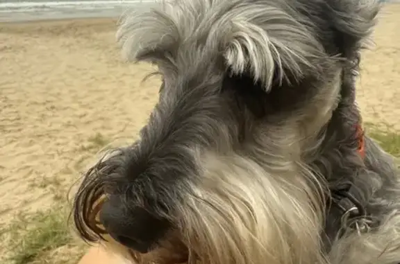 cachorro desaparecida
