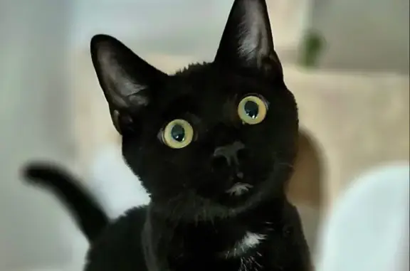 Chat noir perdu, tâche blanche, peureux - photo