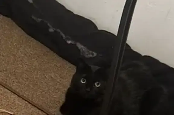 Lost Black Cat: Homewood, Green Eyes