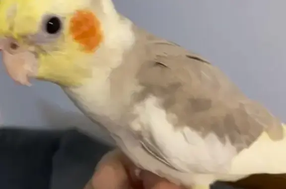 Lost Cockatiel: Yellow Head, Grey Body