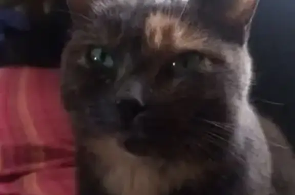 Chat perdu, , photo: Chatte perdue, écailles, tâche œil gauche