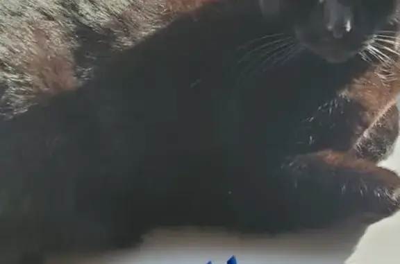 Lost Black Cat in Northbridge - Help!