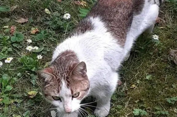 Chat trouvé Saint-André-le-Gaz, photo: Chat sociable trouvé sous haies à Saint-André