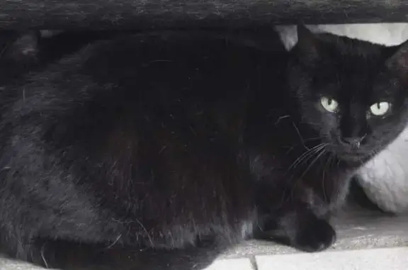 Chat perdue, craintive à La Fontbonne - photo