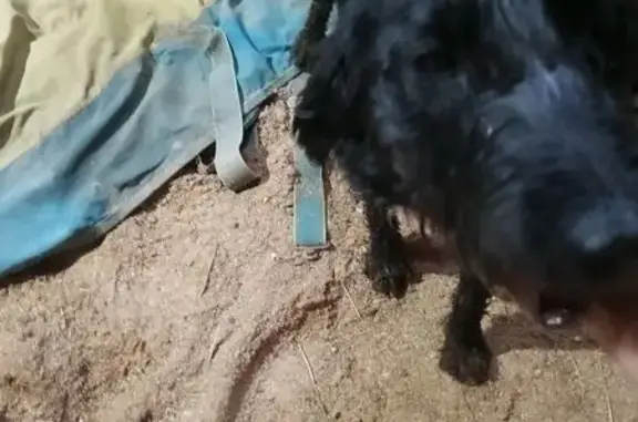 Chienne noire trouvée à Agnin - photo