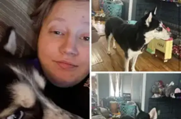 Lost Husky: Black & White, Green Mark