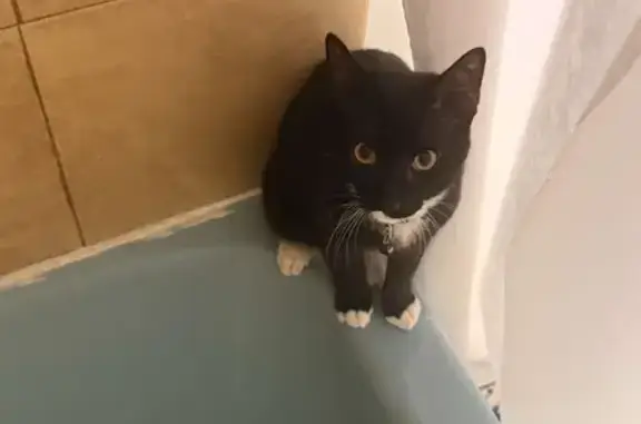 Help Find Alphie: Lost Cat in Johnston, RI