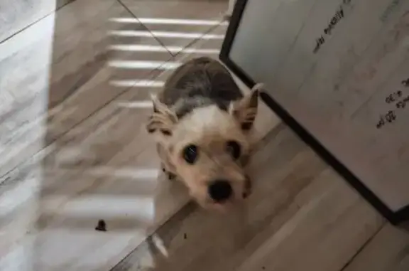 Found: Groomed Yorkie on SW 23rd St, Miramar