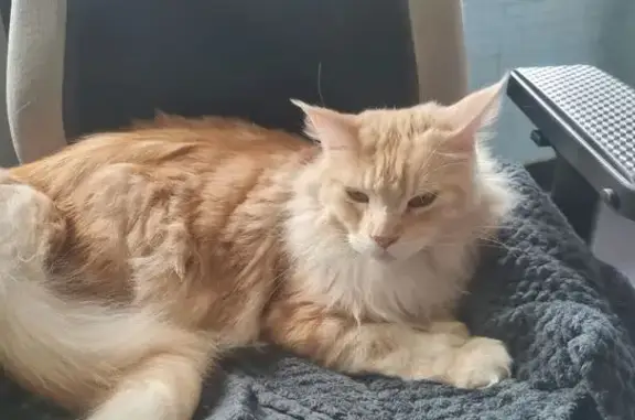 Animaux perdus Villebon-sur-Yvette, photo: Chat perdu : Rodin, grand à poil crème