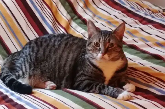 Lost Overweight Tabby Cat in Pottstown