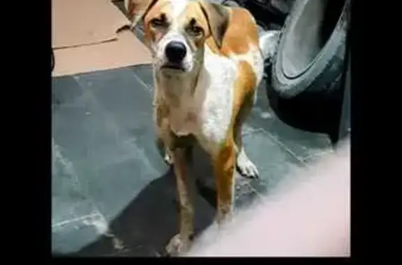 cachorro desaparecida