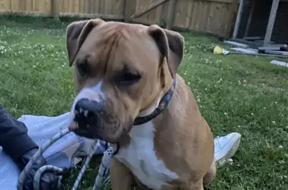 Found: Calm Brown Pitbull on Boxwood Dr