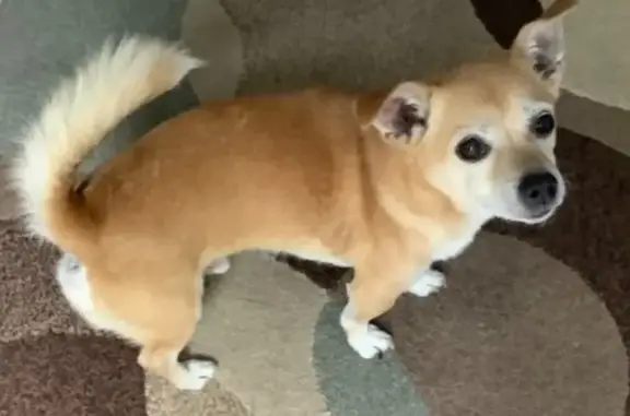 Help Find Bandido: 17-Year-Old Lost Dog