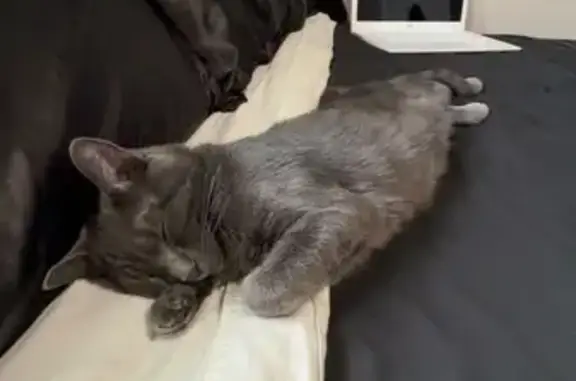 Lost: Friendly Gray Tabby with Yellow Eyes