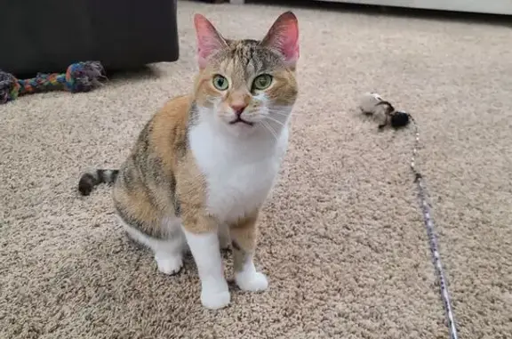 Lost Calico Cat: Green Eyes, Wyoming MI