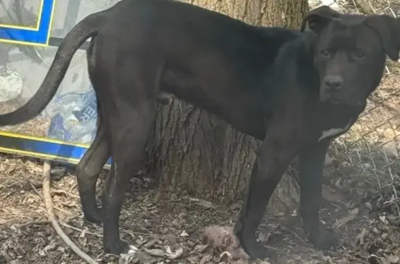 Lost Black Dog: Help Find on Ellsworth St.