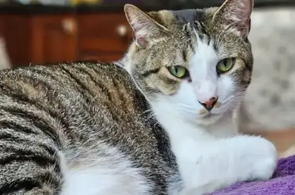 Lost Gray Tabby: Friendly & Scared