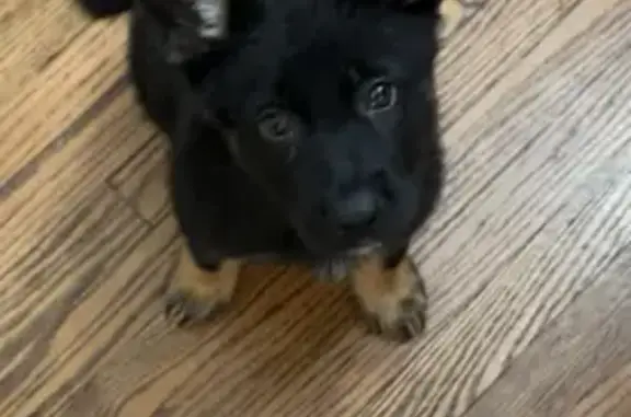 Lost: Black German Shepherd in New Albany
