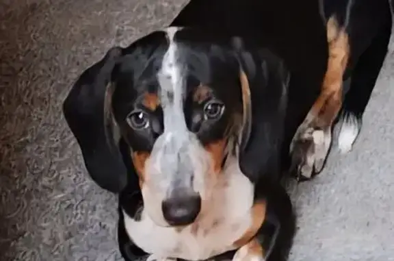 Lost Male Dachshund on East Sundance Dr