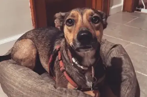 Lost Dog: Ruby, Brown & Tan, Milwaukee