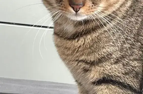 Chat perdu : Mice, rayé marron et blanc - photo