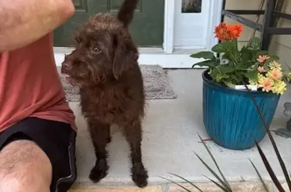Found: Sweet Brown Labradoodle in Loganville