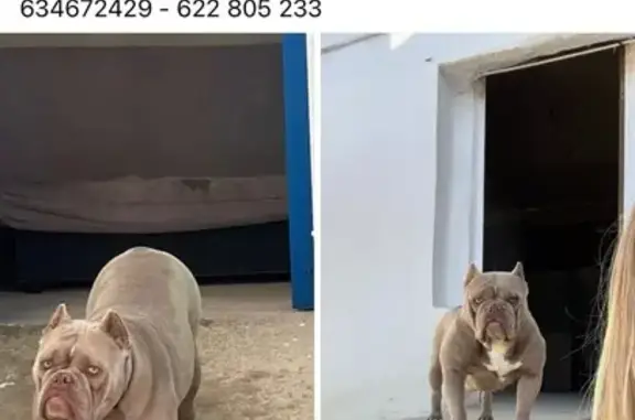 Perro Perdido: Arnés Azul en Recas
