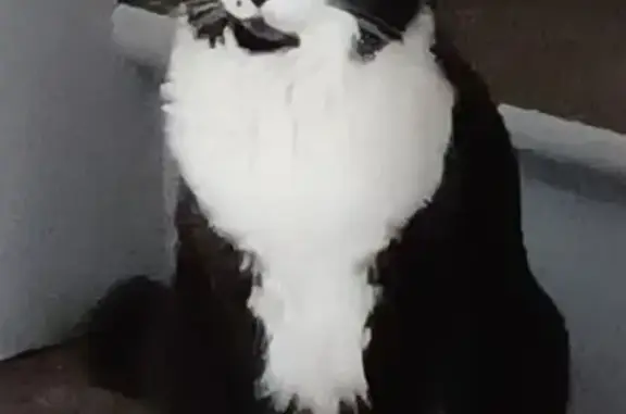 Chatte perdue : Cléo, noire et blanche - photo