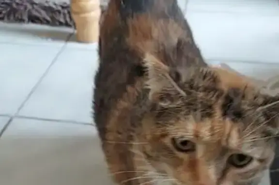 Lost Senior Cat: Chubby & Lame in Glenview