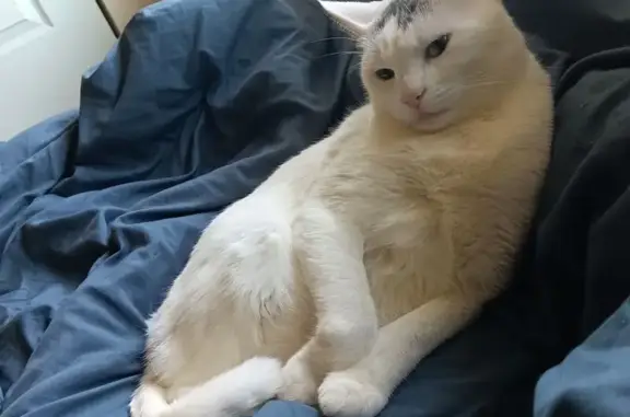 Lost Cat: White with Black Head Spot