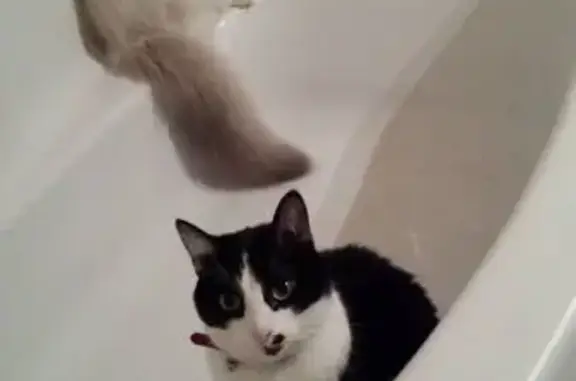 Chatte perdue noire et blanche à Novéant - photo