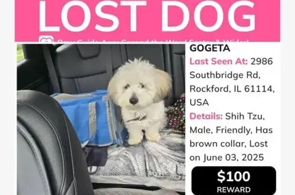 Lost Dog: White with Brown Spots, Rockford