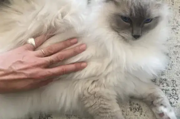 Animaux perdus Nantes, photo: Chat Ragdoll mâle perdu, Nantes