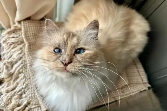 Chatte blanche-beige perdue, rue Périer - photo