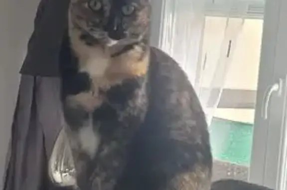 Chat perdu, Annemasse, photo: Chatte Écaille 2 ans perdue Annemasse